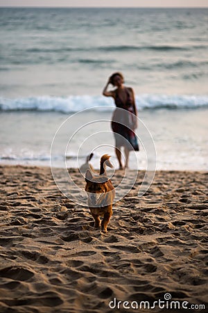 Happy dog running towards owner with a woman in a colorful dress in the background Stock Photo