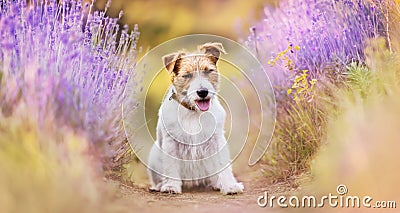 Happy dog smiling in the lavender herbal flower field in summer Stock Photo