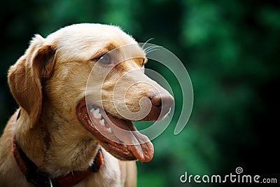 Happy Dog with Tongue Out. Stock Photo