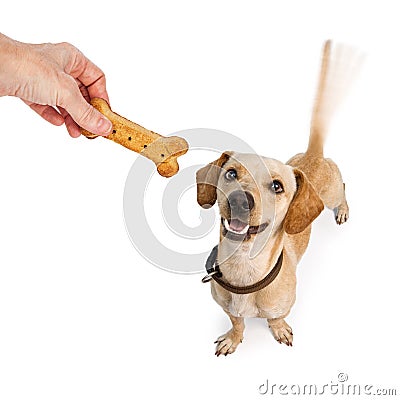 Happy Dog Wagging Tail For Treat Stock Photo