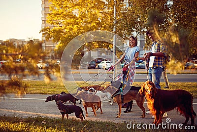 Happy dog walker walking with a group dogs in the city Stock Photo