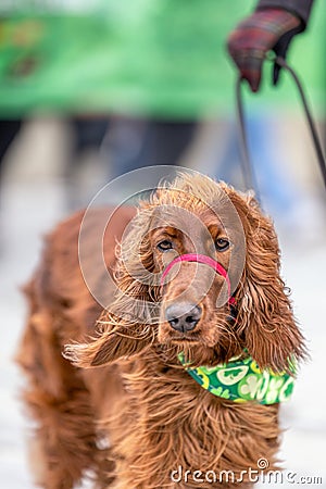 Happy dog wearing a festive green bandana with shamrocks while walking down a street in a St Patrick's Day parade Stock Photo