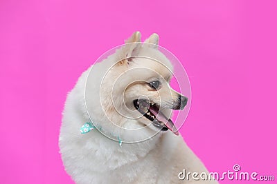 Happy dog White pomeranian breed smile Stock Photo