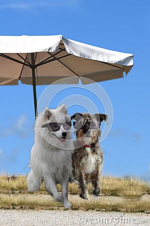 Dogs enjoy vacation at the beach Stock Photo