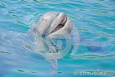 Happy dolphin emerged from the water. swimming with marine animals. Stock Photo