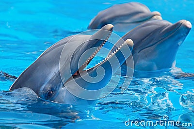 Happy dolphins Stock Photo