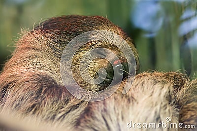 Happy dream. Soft dreamy image of cute sloth animal sleeping Stock Photo