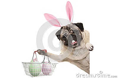 Happy Easter bunny pug dog with bunny teeth and pastel easter eggs in wire metal shopping basket Stock Photo
