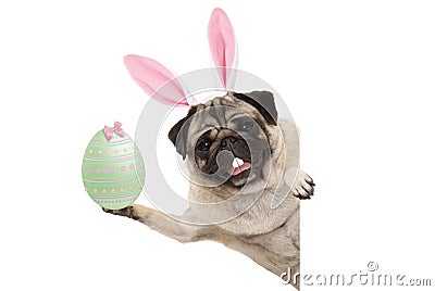 Happy Easter bunny pug dog with bunny teeth and pastel green easter egg Stock Photo