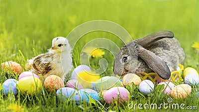 Happy Easter card. small rabbit, hen, chiken, grey bunny and decorative colorful eggs Stock Photo
