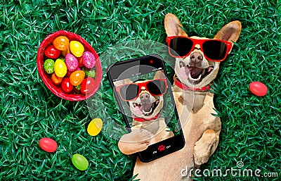 Happy easter dog with eggs Stock Photo