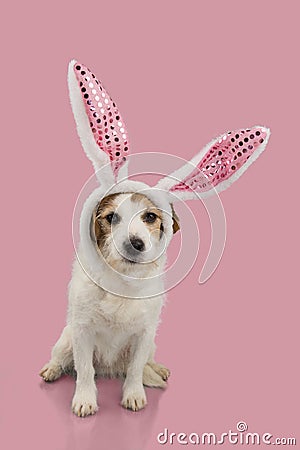 HAPPY EASTER DOG, JACK RUSSELL PUPPY DRESSED AS A BUNNY OR RABBIT, ISOLATED AGAINST PINK BACKGROUND Stock Photo