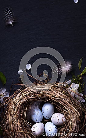 Happy Easter; Easter eggs in nest and spring flower on table Stock Photo