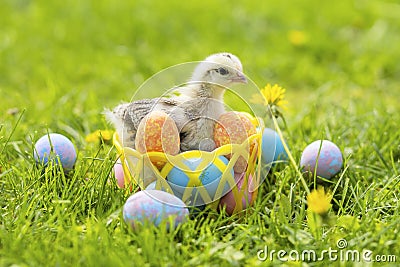 Happy Easter. small baby hen, chick, little chiken in basket with colorful eggs on green grass Stock Photo