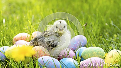 Happy Easter. small baby hen, chick, little chiken with colorful eggs on green grass Stock Photo