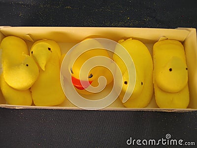 Imposter peep. Rubber ducky Editorial Stock Photo