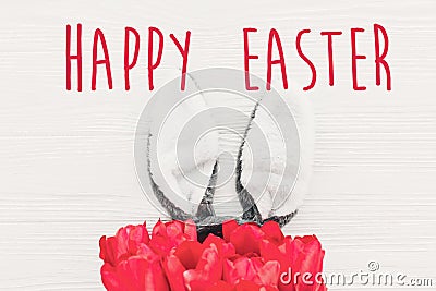 Happy Easter text. season`s greetings card. bunny ears and styli Stock Photo