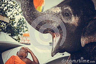 Happy elephant with open mouth and sad monk Editorial Stock Photo