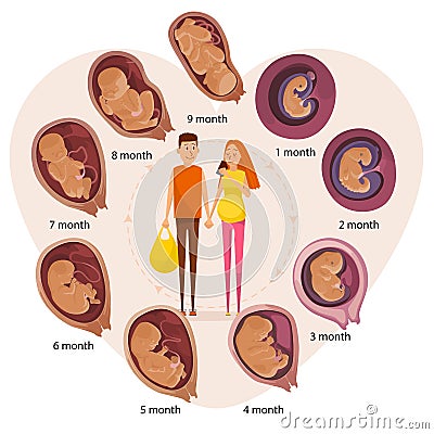 Happy expecting couple, human embryo evolution stages, flat vector illustration. Vector Illustration