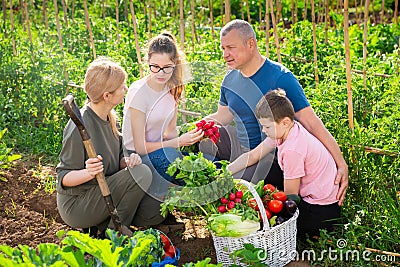 Happy family of four with basket of ripe vegetables on field Stock Photo