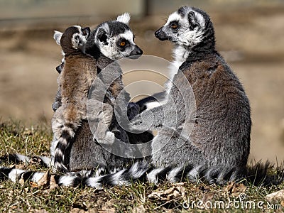 Happy family Ring-tailed Lemur, Lemur catta, with cub Stock Photo