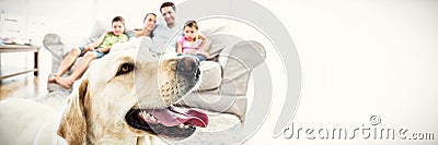 Happy family sitting on couch with their pet yellow labrador in foreground Stock Photo