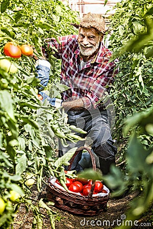 Happy Farmer, Gardener gathering tomatoes Stock Photo