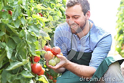 Happy farmer growing tomatoes in a greenhouse Stock Photo