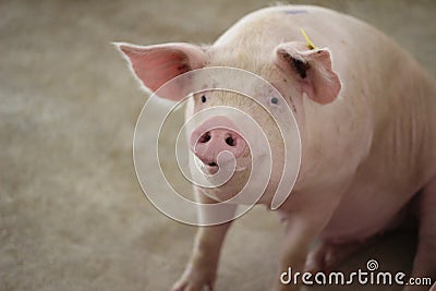 The happy fattening pig in big commercial swine farm Stock Photo