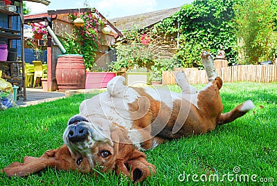 Happy female basset hound play and laying down on green grass Stock Photo
