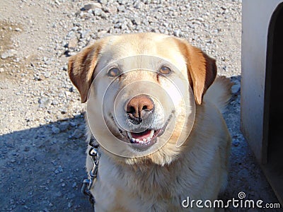 Happy and focused Labrador Retriever Stock Photo