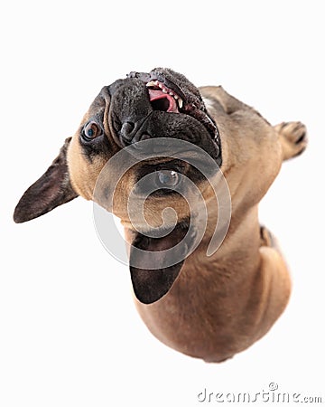 happy french bulldog puppy sticking out tongue and panting Stock Photo