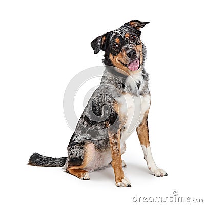 Happy Friendly Australian Shepherd Dog Sitting Stock Photo