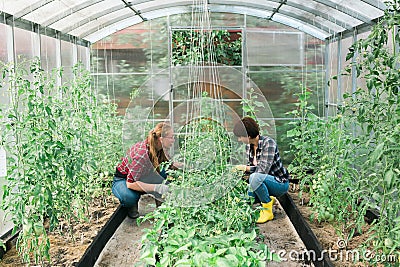 Happy gardener women in gloves and care tomatoes in greenhouse. Gardening and floriculture. Garden care Stock Photo