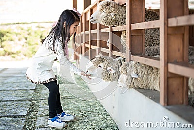 Happy girl feeding sheep ranch in South Korea Stock Photo