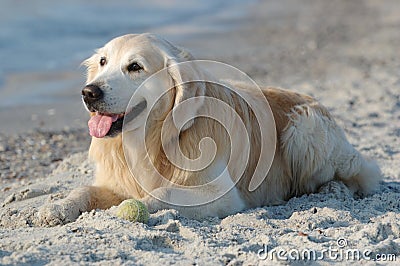 Happy golden retriever dog at the beach Stock Photo