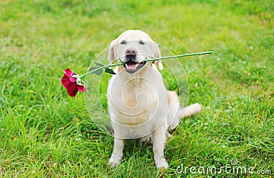 Happy Golden Retriever dog holding red flower in teeth on grass Stock Photo