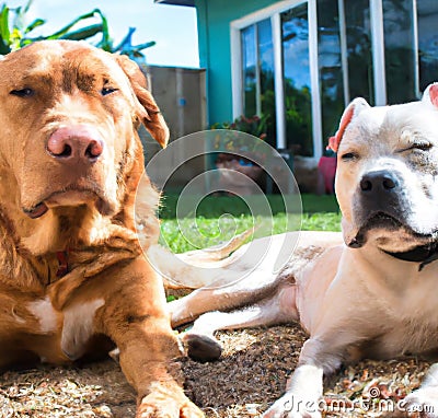 Happy golden retriever laying on the ground, happy pitbull, black dog laying in the ground, black retriever. Stock Photo