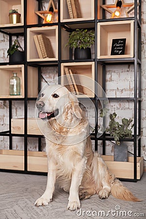 Happy golden retriever puppy dog in loft modern living room Stock Photo