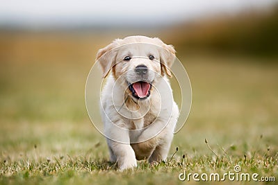 Happy golden retriever puppy Stock Photo