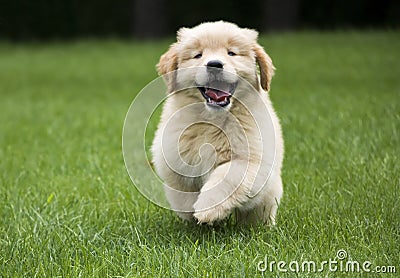 Happy Golden Retriever Puppy Stock Photo