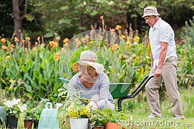 Happy grandmother and grandfather gardening Stock Photo