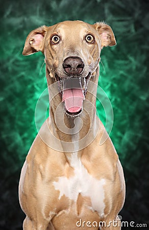 Happy Greyhound dog on green background Stock Photo