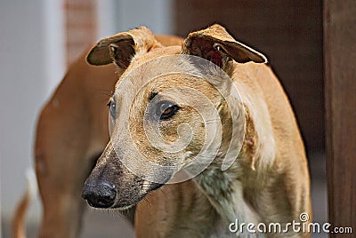 Happy greyhound outdoor in the grass Stock Photo