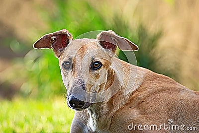 Happy greyhound outdoor in the grass Stock Photo