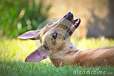 Happy greyhound outdoor in the grass Stock Photo