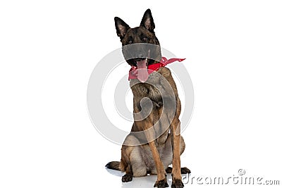 Happy guard dog with red bandana sticking out tongue and panting Stock Photo