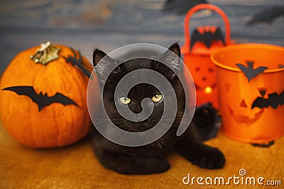 Happy Halloween. Black evil cat and pumpkin, jack o lantern pail and bats on dark wooden background. Black emotional kitten Stock Photo