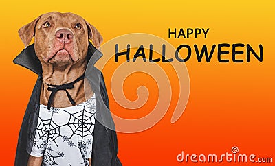 Happy Halloween. Charming dog and Count Dracula costume. Stock Photo