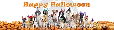 Happy halloween dogs Stock Photo